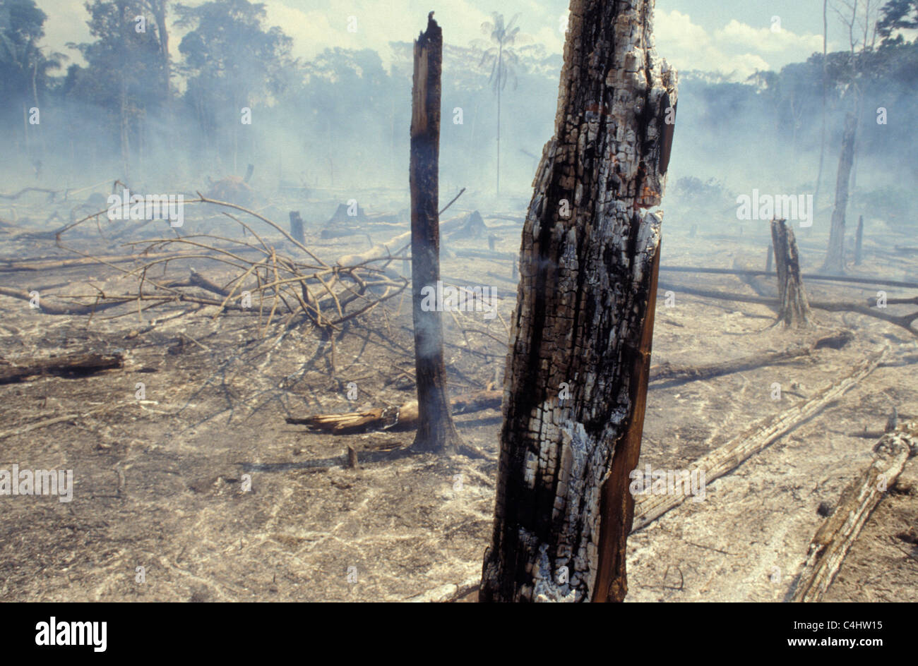 Amazonas-Regenwald brennen. Entwaldung. Brazilien. Verbrannte Bäume, ökologische Ungleichgewicht, Rodung. Stockfoto
