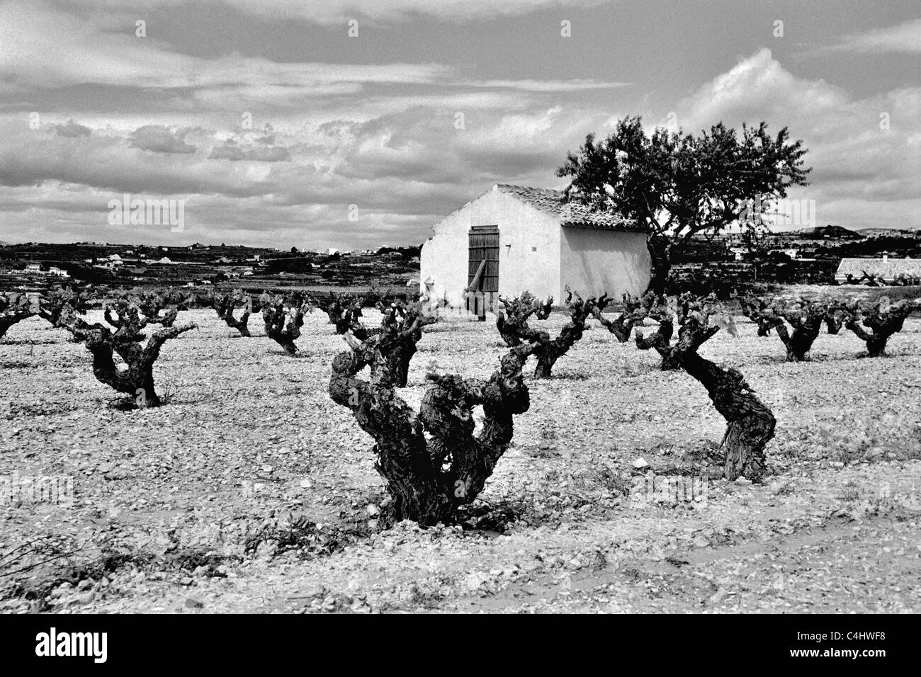Benitachell Landschaft mit Winter-Reben Stockfoto