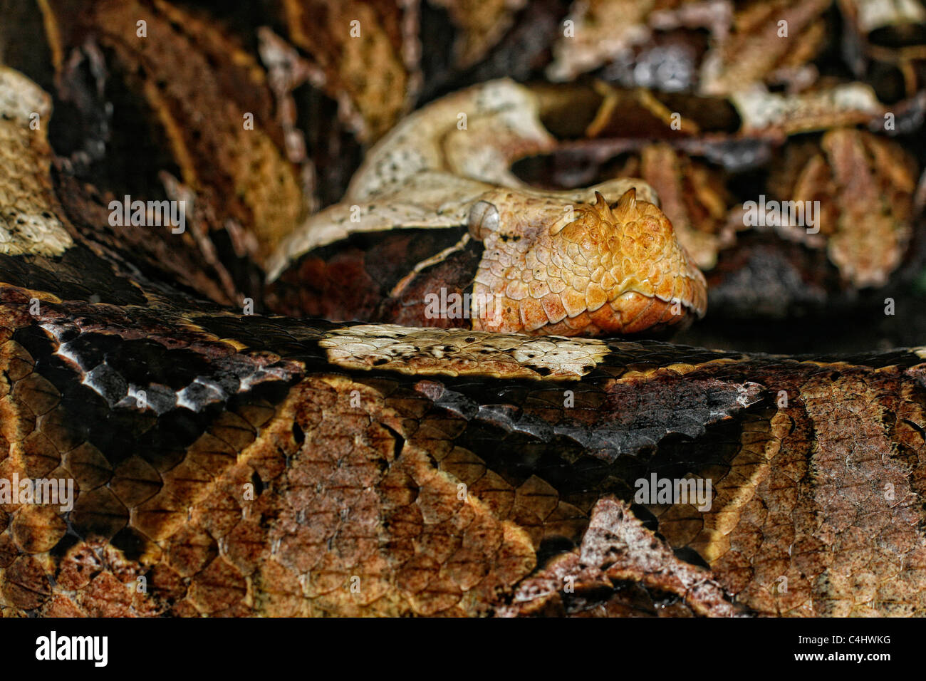 Die afrikanischen giftige Viper Bitis Gabonica auch bekannt als 'Gabun Viper' "Schmetterling Adder" "Wald Blätterteig Adder" oder swampjack Stockfoto