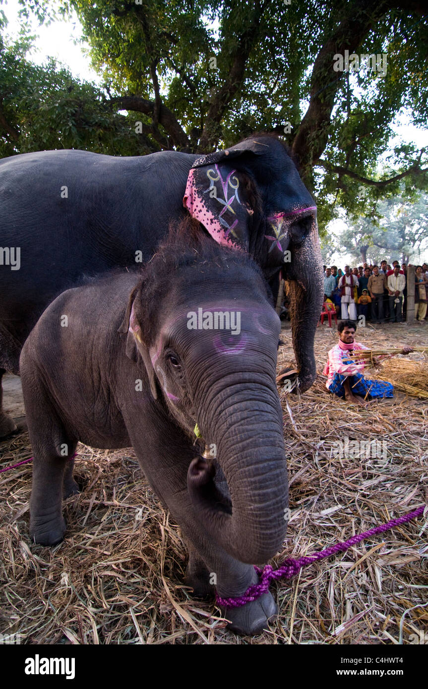 Elefanten auf dem berühmten Haathi-Basar in Sonepur. Stockfoto