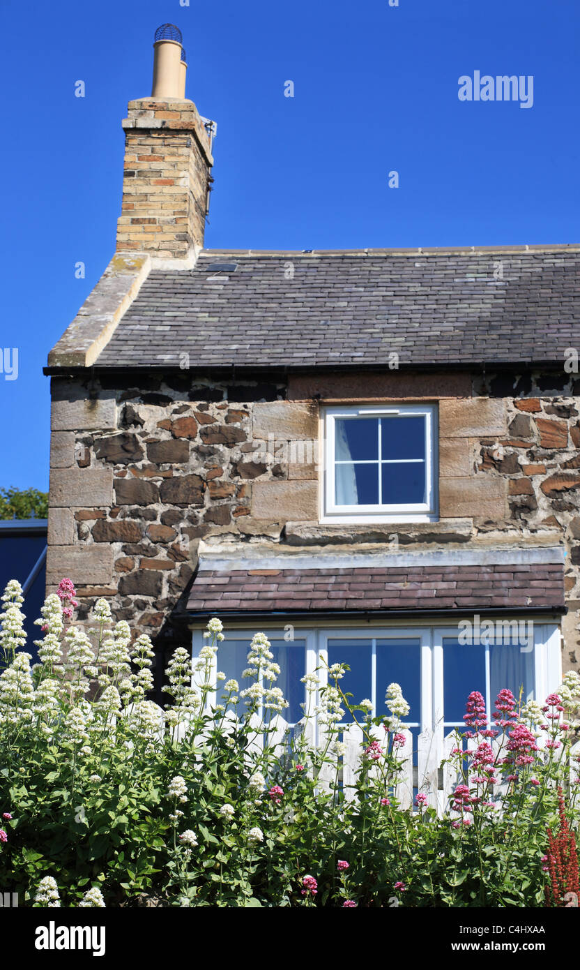 Weiße und rosa Blüten vor einem Fischerhaus am Hafen von Craster, Northumberland, North East England, UK Stockfoto