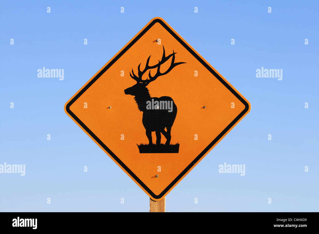 Orange und schwarzen Elch Warnung Straßenschild mit blauem Himmelshintergrund Stockfoto
