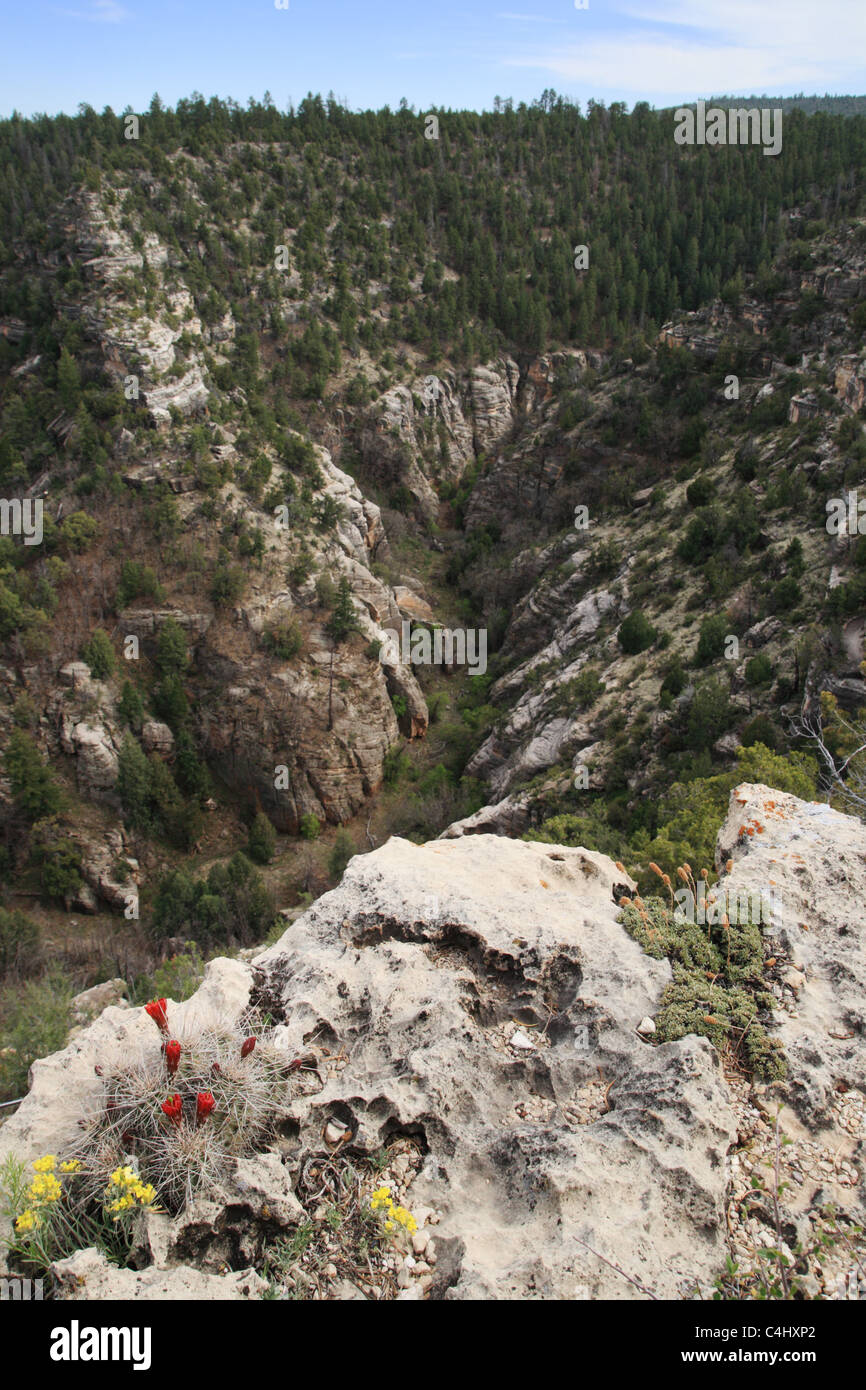 Wildblumen und Felsen am Rand des Walnut Canyon im nördlichen Arizona Stockfoto