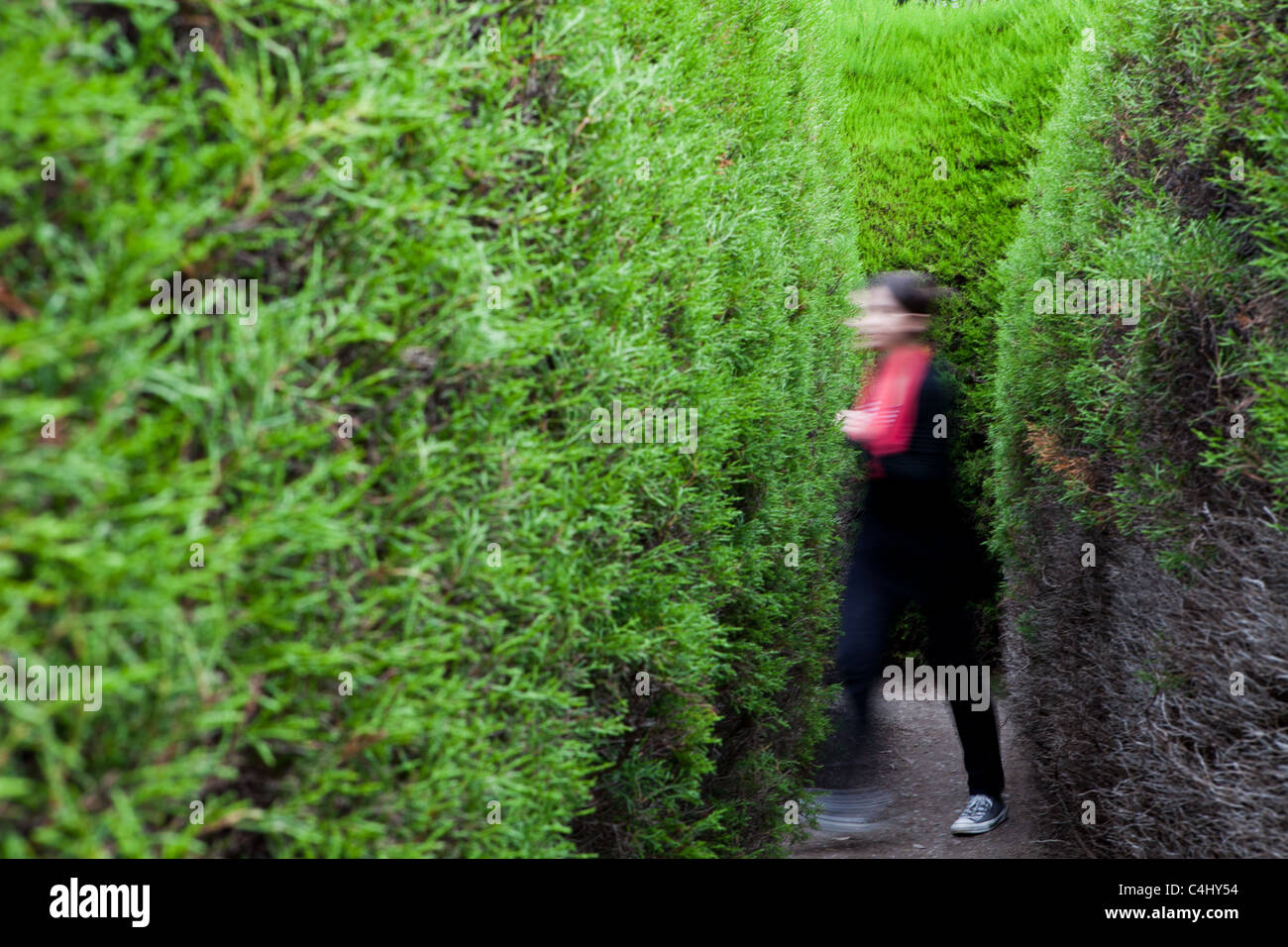 Ashcombe Heckenlabyrinth, Shoreham, Australien Stockfoto