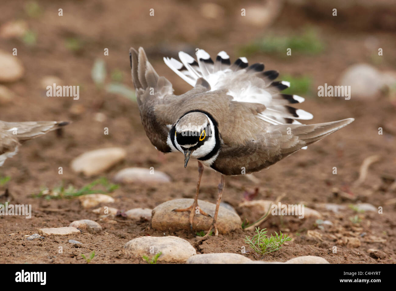 Kleinen beringt Regenpfeifer Charadrius Dubius. einzigen Vogel anzeigen, Midlands, Juni 2011 Stockfoto