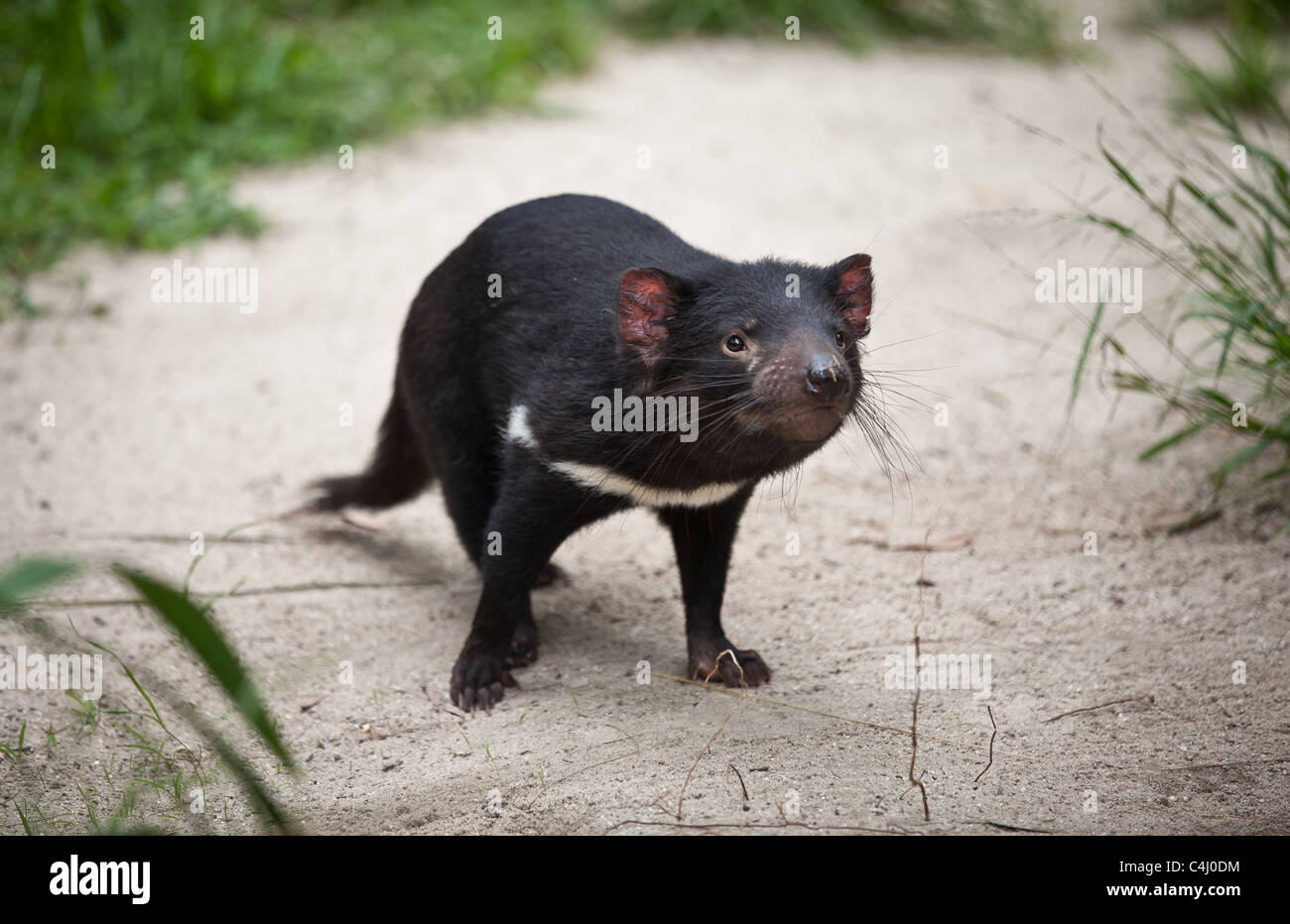 Tasmanischer Teufel Fotos Und Bildmaterial In Hoher Aufl sung Alamy tasmanischer-teufel-fotos-und-bildmaterial-in-hoher-aufl-sung-alamy