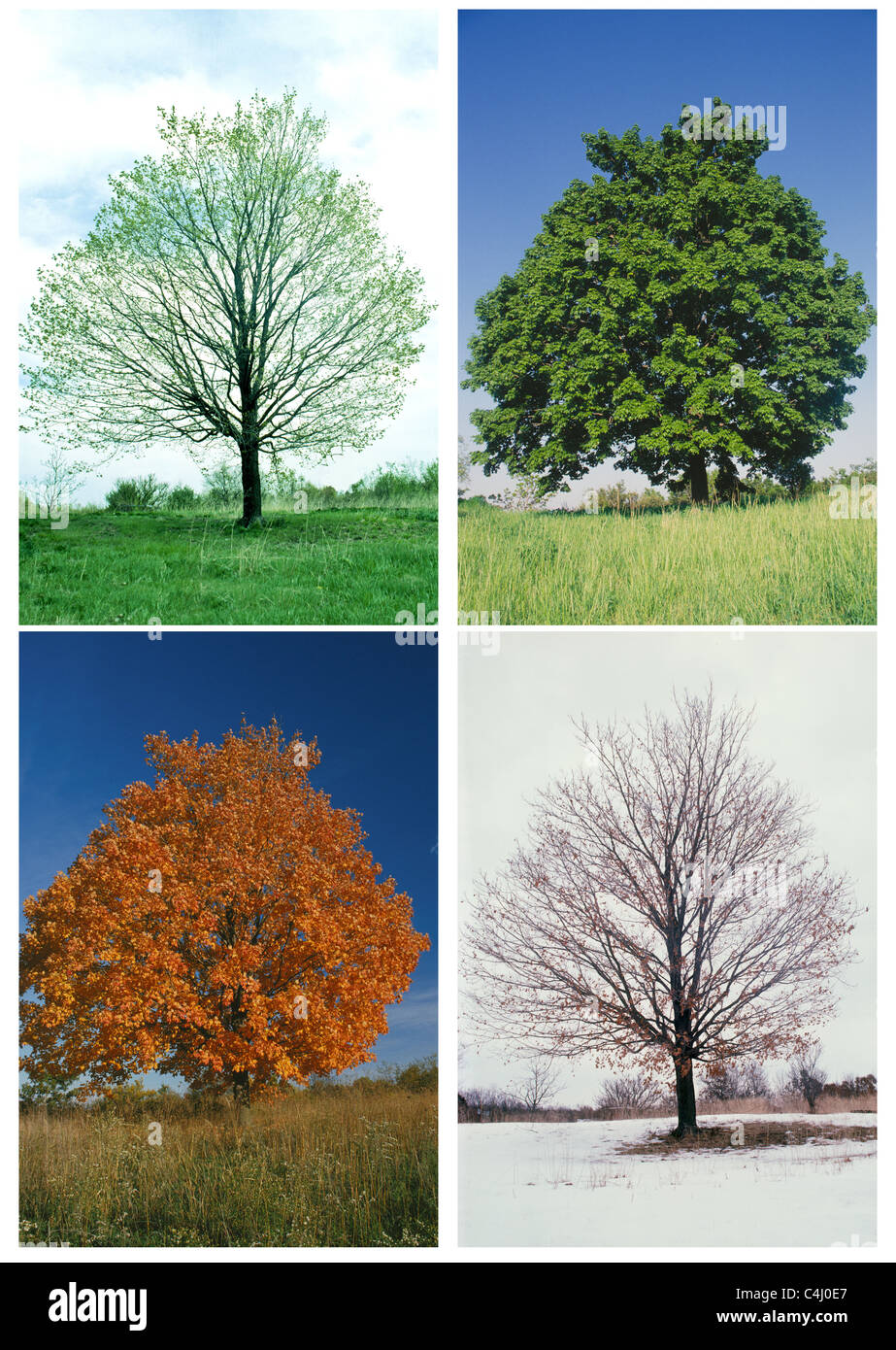 Zucker-Ahorn (Acer Saccharum) Baum in allen vier Jahreszeiten Stockfoto