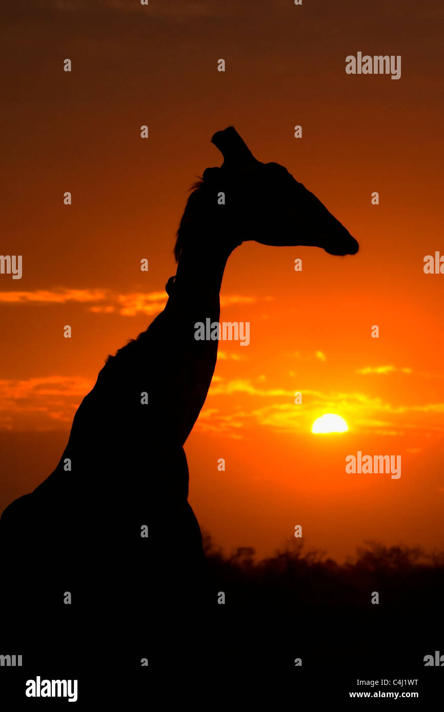 Giraffe (Giraffa Plancius) Silhouette bei Sonnenuntergang, Orpen, Kruger NP Stockfoto