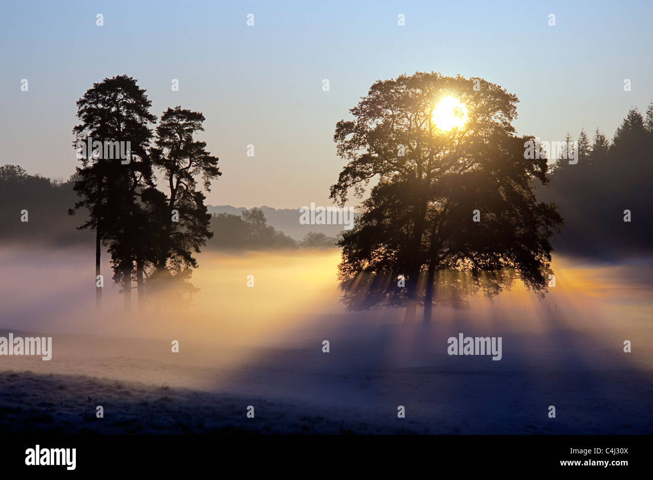 Sonnenaufgang, Savernake Wald, Wiltshire Stockfoto