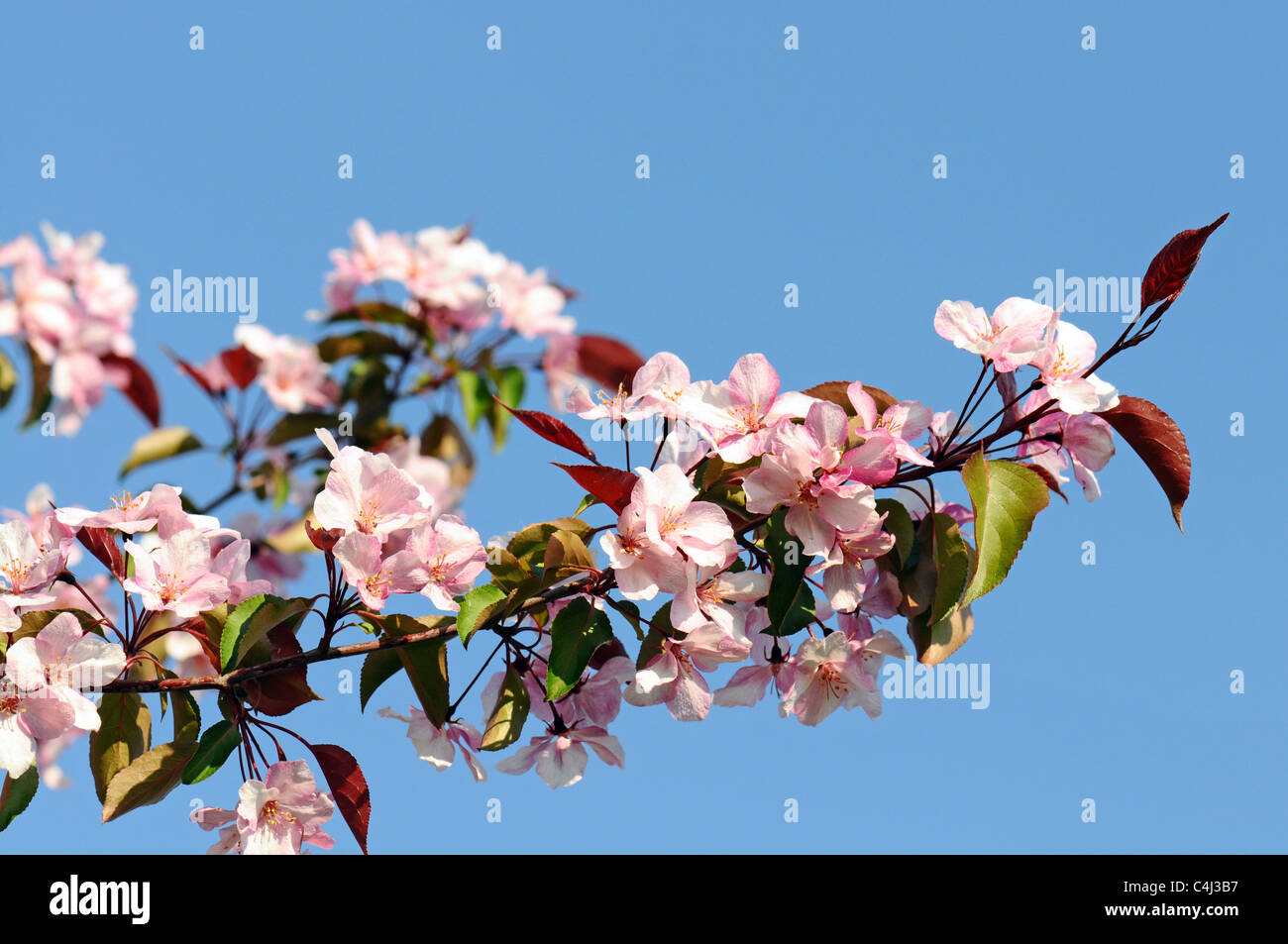Sacura Blüte gegen blauen Himmel Stockfoto