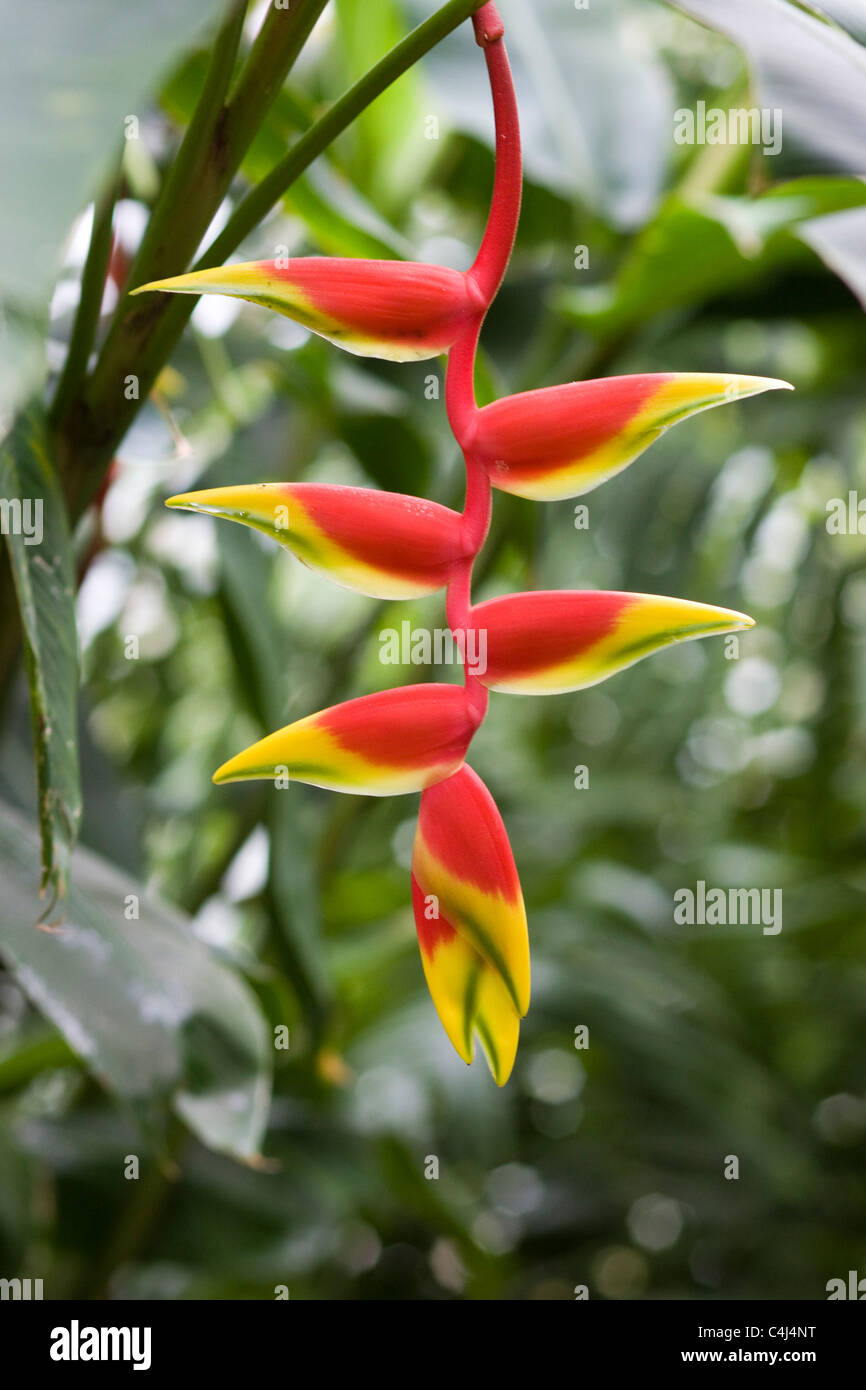 Heliconia Rostrata falsche Vogel Paridise Stockfoto