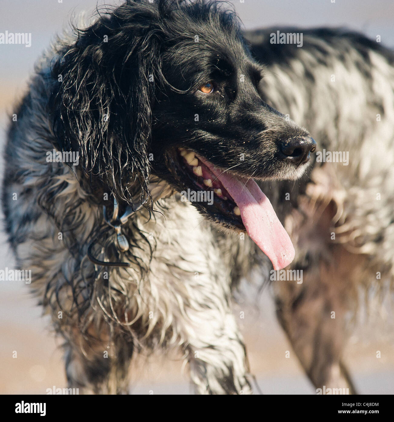 Kopf und Schultern Shop von schwarz-weiß gefärbten Riesen Munsterlander Hund, keuchend mit der Zunge aus, am Strand. Stockfoto