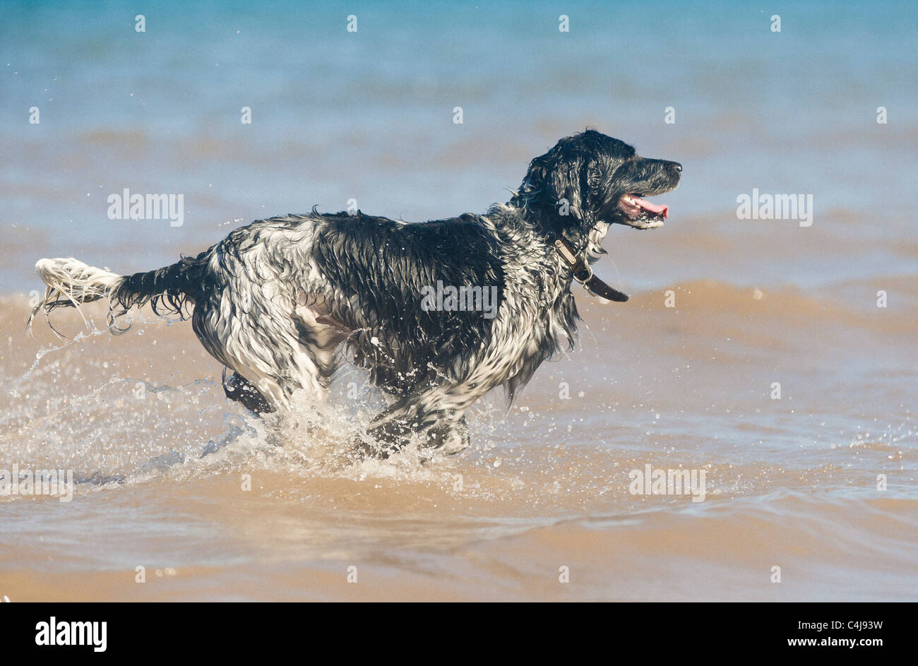 Riesiger Munsterlander Hund im Meer Stockfoto