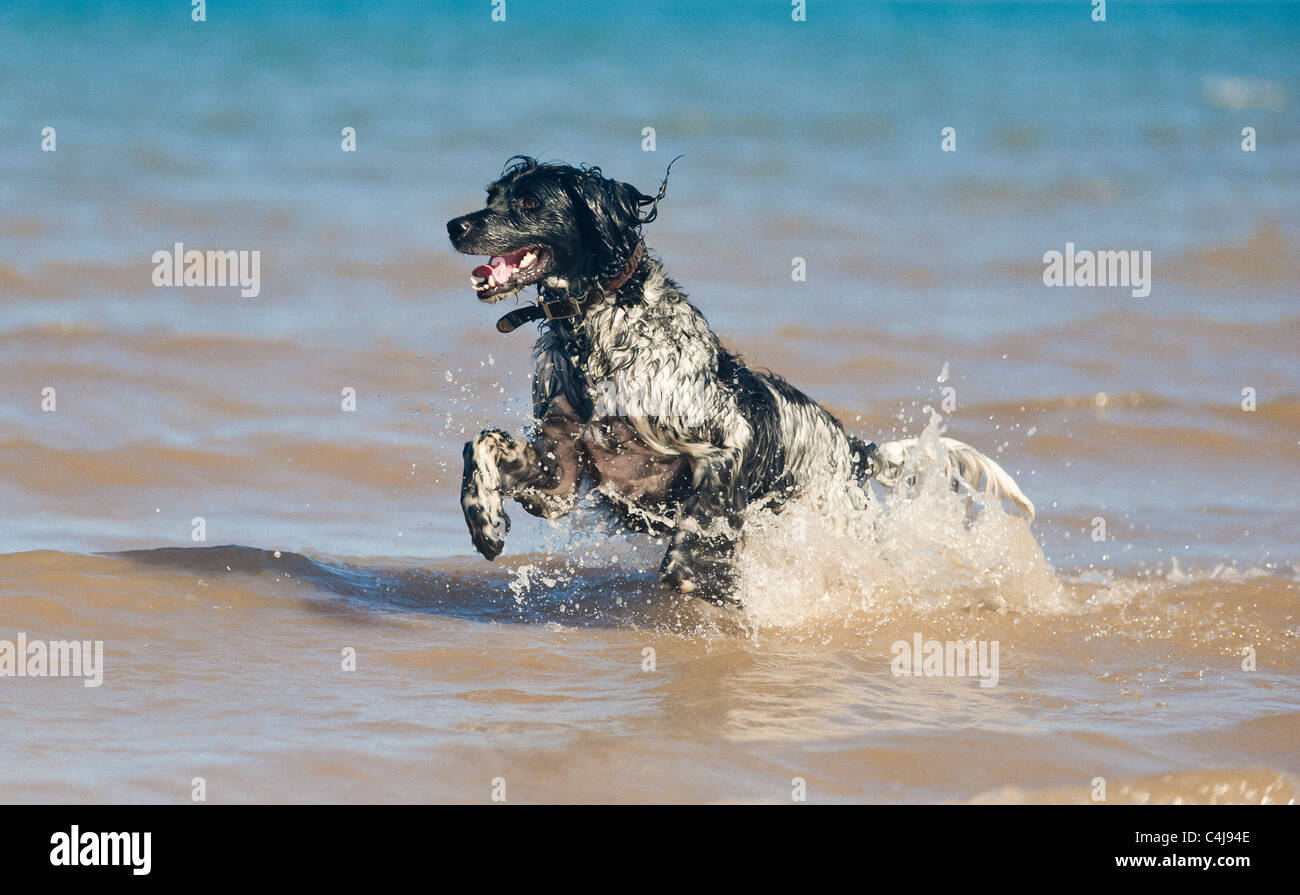 Schwarz-weiß gefärbter Riese Munsterlander Hund, der an einem sonnigen Tag im Meer spielt. Stockfoto
