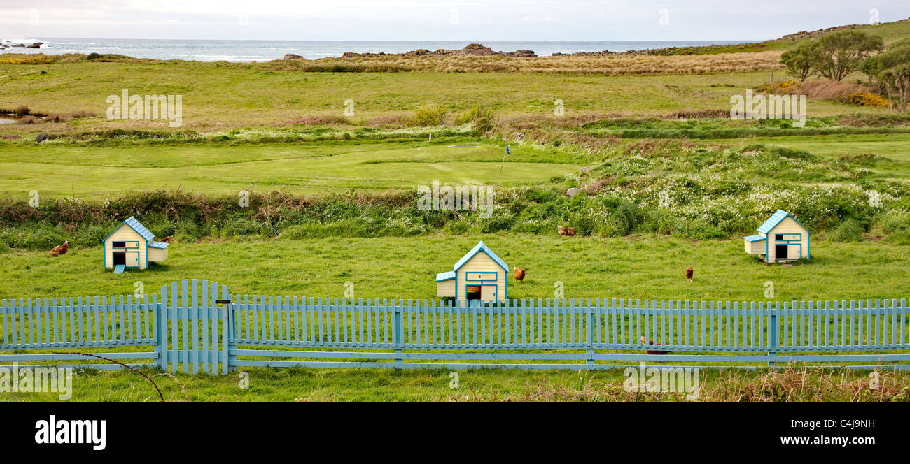 Drei elegant gemalt Freilandhaltung Hühnerställe hinter einem blauen Zaun auf der Insel Bryher in die Isles of Scilly Stockfoto