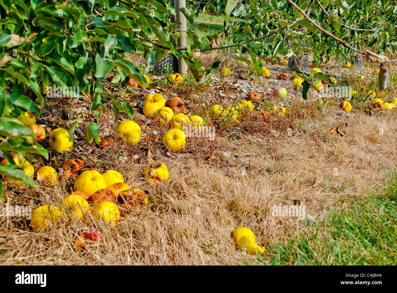 Äpfel auf dem Rasen im Obstgarten. Stockfoto