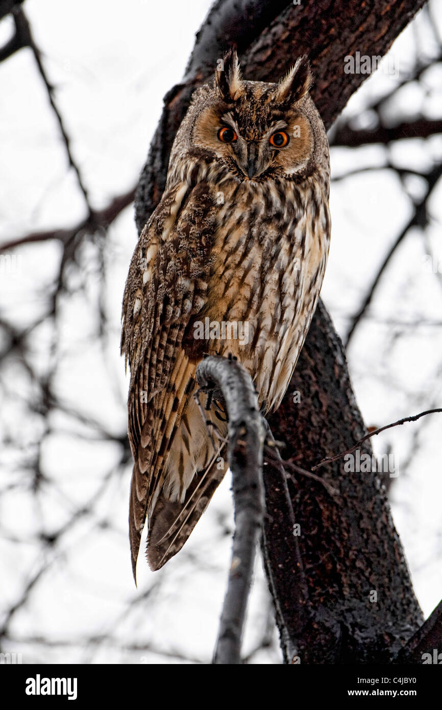 Lange eared Owl (Asio Otus) hocken in einem Baum im winter Stockfoto