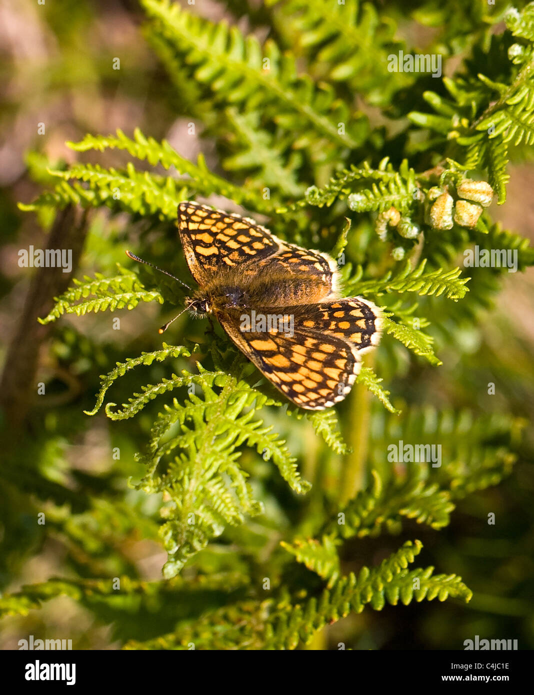 Female Heide Fritillary Schmetterlinge Melitaea Athalia auf Bracken Exmoor Somerset Stockfoto