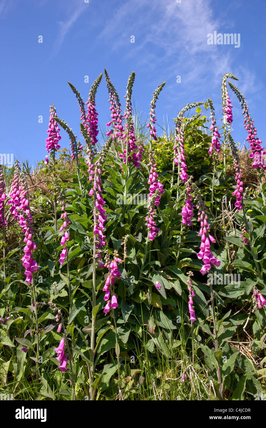 Türme von der gemeinsamen Fingerhut Digitalis Purpurea kolonisieren ein Exmoor hedge-bank Stockfoto
