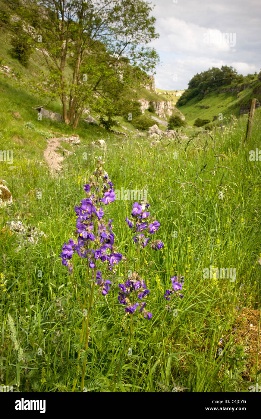 Die Jakobsleiter Polymonium Caeruleum bei Lathkill Dale in Derbyshire Peak District Stockfoto