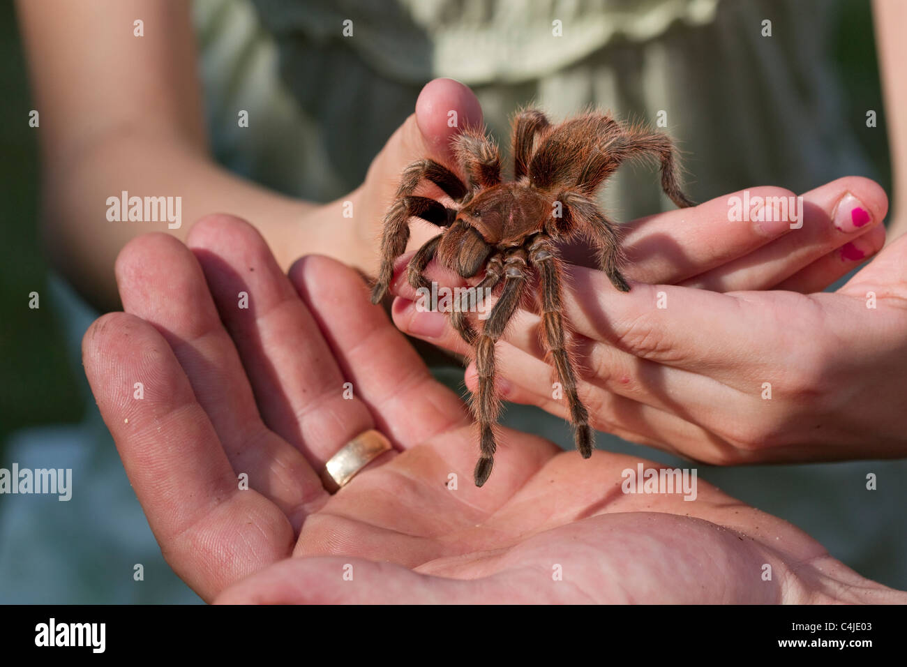 Chilenische rose behaarte Vogelspinne in Händen von jungen Mädchen und Mann, Spinne zu Fuß Stockfoto