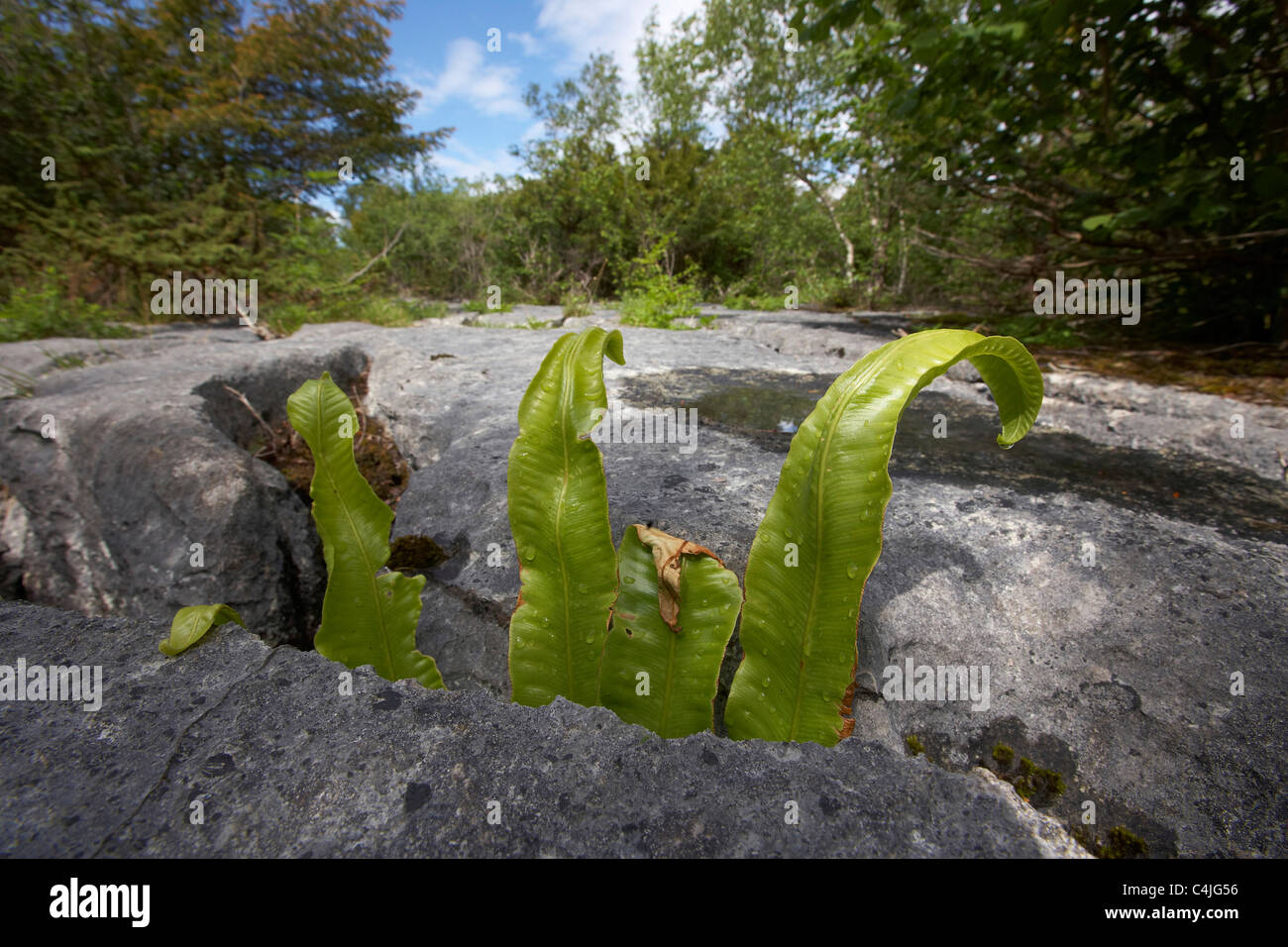 Ritzen in Kalkstein Tierheim Pflanzen wie diese Zunge Farn, Gang Schubkarren national Naturschutzgebiet, Lancaster, UK Stockfoto