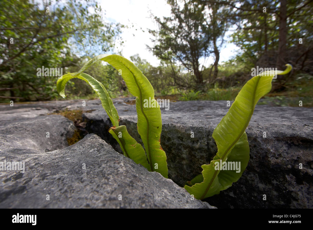 Ritzen in Kalkstein Tierheim Pflanzen bei Gangart Schubkarren national Nature reserve, Lancaster, UK Stockfoto