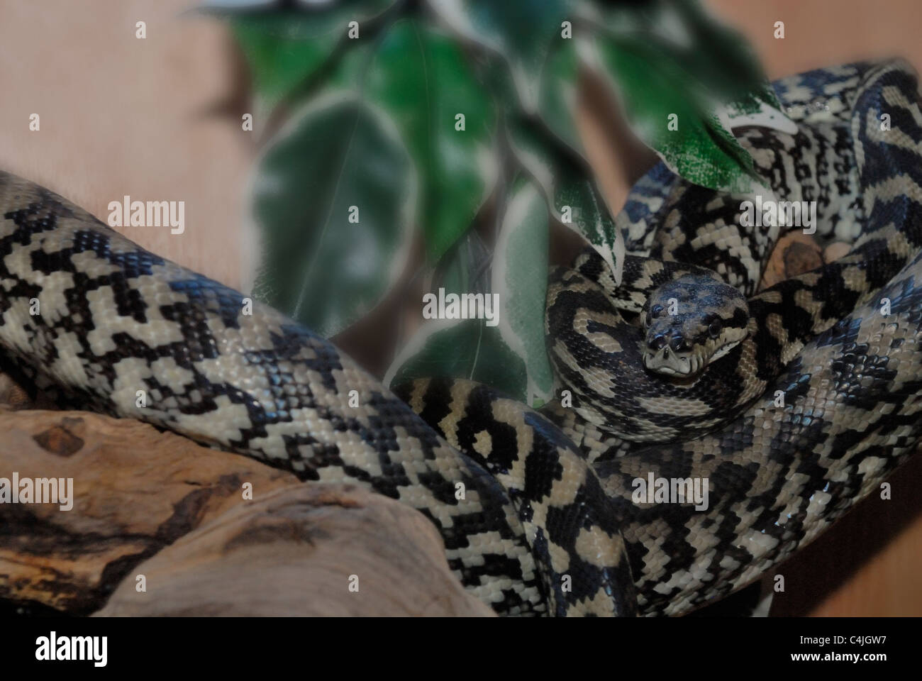 Zwei Teppichpythons auf einem großen Baumstamm Stockfoto