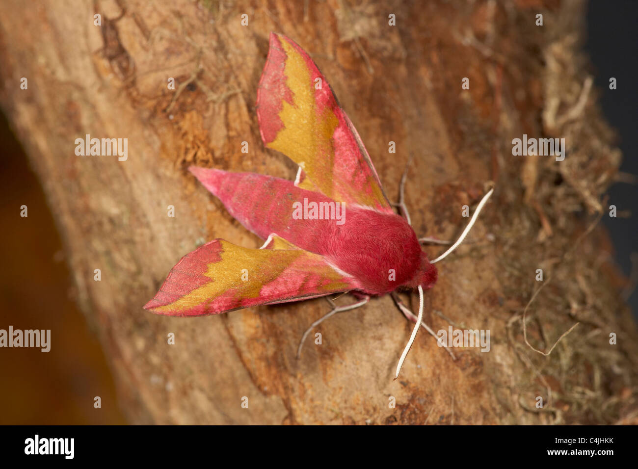 Kleine Elefanten Hawkmoth, Deilephila Porcellus UK Stockfoto