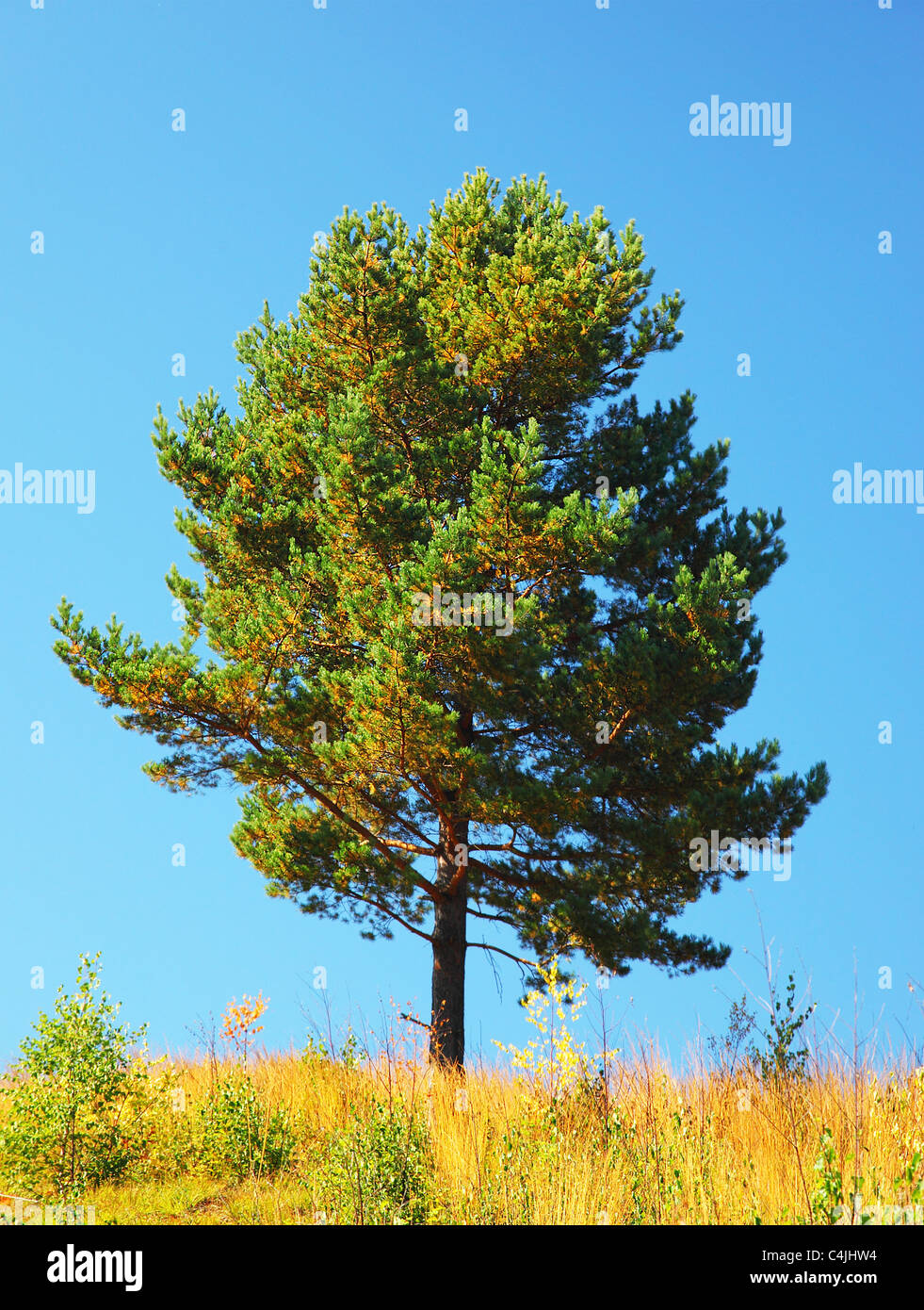 Einzelner Baum auf dem Feld, schöne natürliche Sommerlandschaft, Kiefer über blauen Himmel Stockfoto