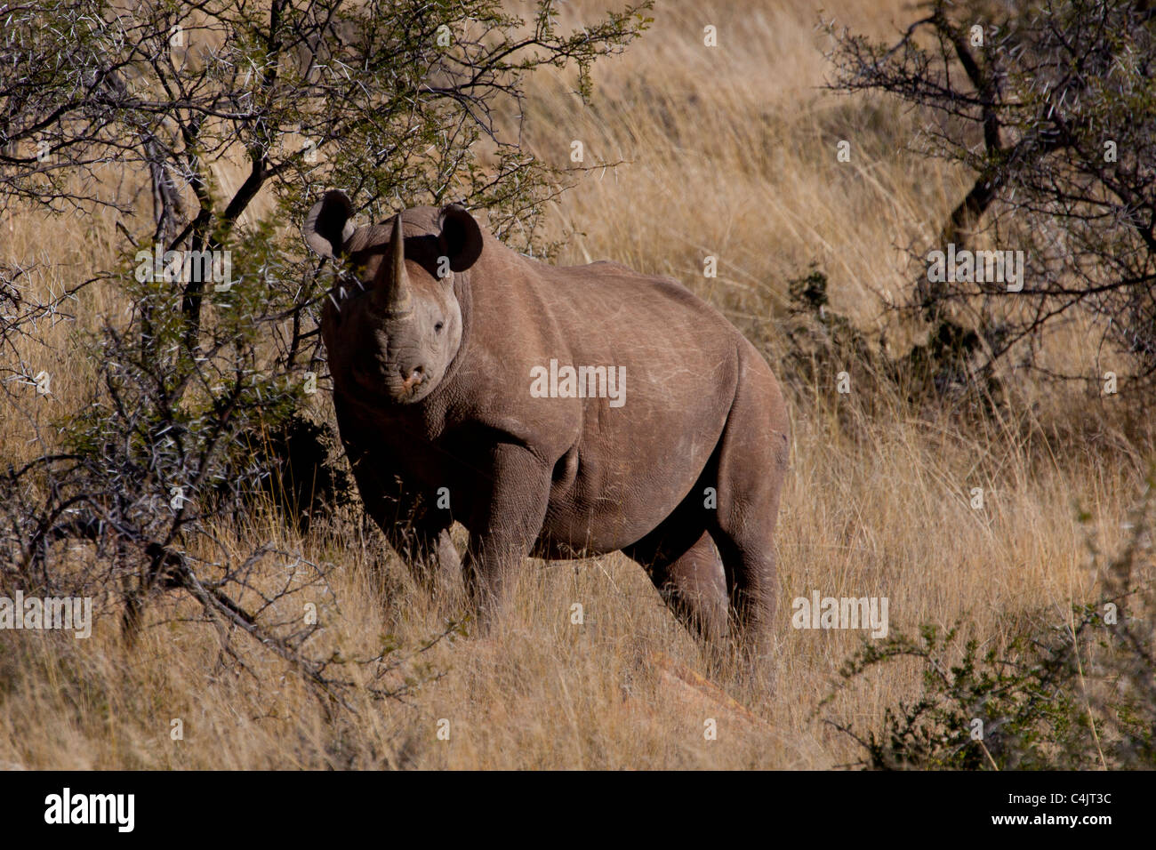 Schwarze Nashorn (Diceros Bicornis) im Mountain Zebra National Park, Südafrika Stockfoto