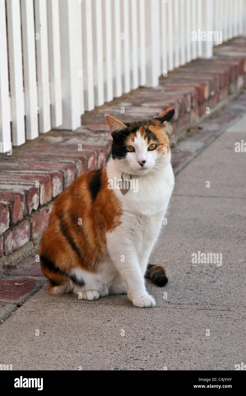 Katze sitzt auf Laufsteg mit weissen Lattenzaun hinter sich. POV © Myrleen Pearson Stockfoto