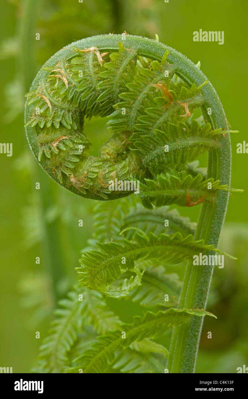 Essbarer farn -Fotos und -Bildmaterial in hoher Auflsung  Alamy