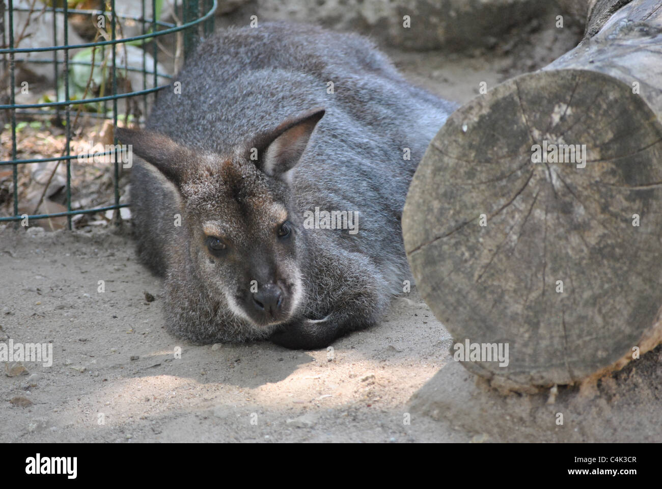 Babykänguru im Zoo von Lissabon, Portugal Stockfoto