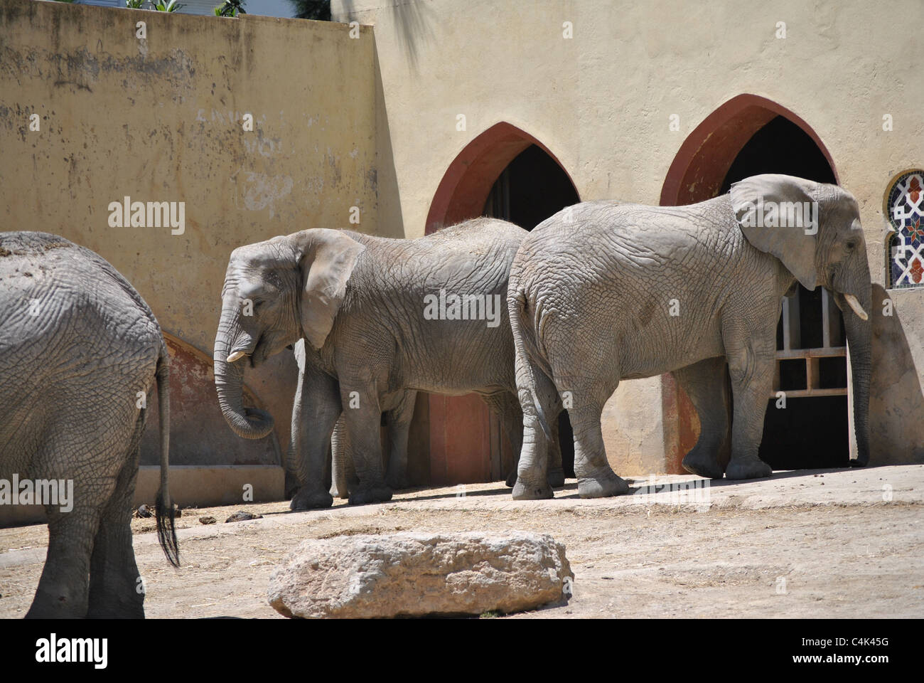 Elefanten im Zoo von Lissabon, Portugal Stockfoto