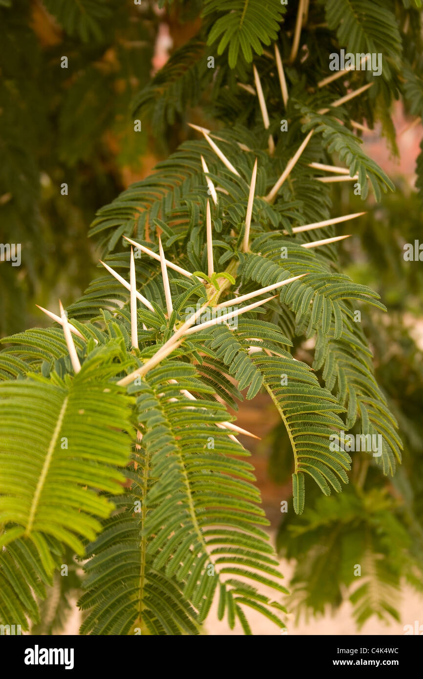 Akazienbaum -Fotos und -Bildmaterial in hoher Auflösung – Alamy