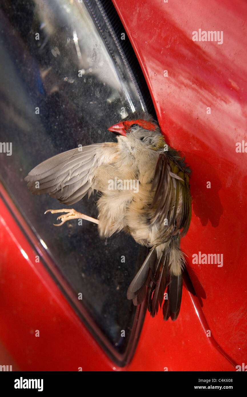 Neochmia Temporalis Red browed Finch tot Stockfoto