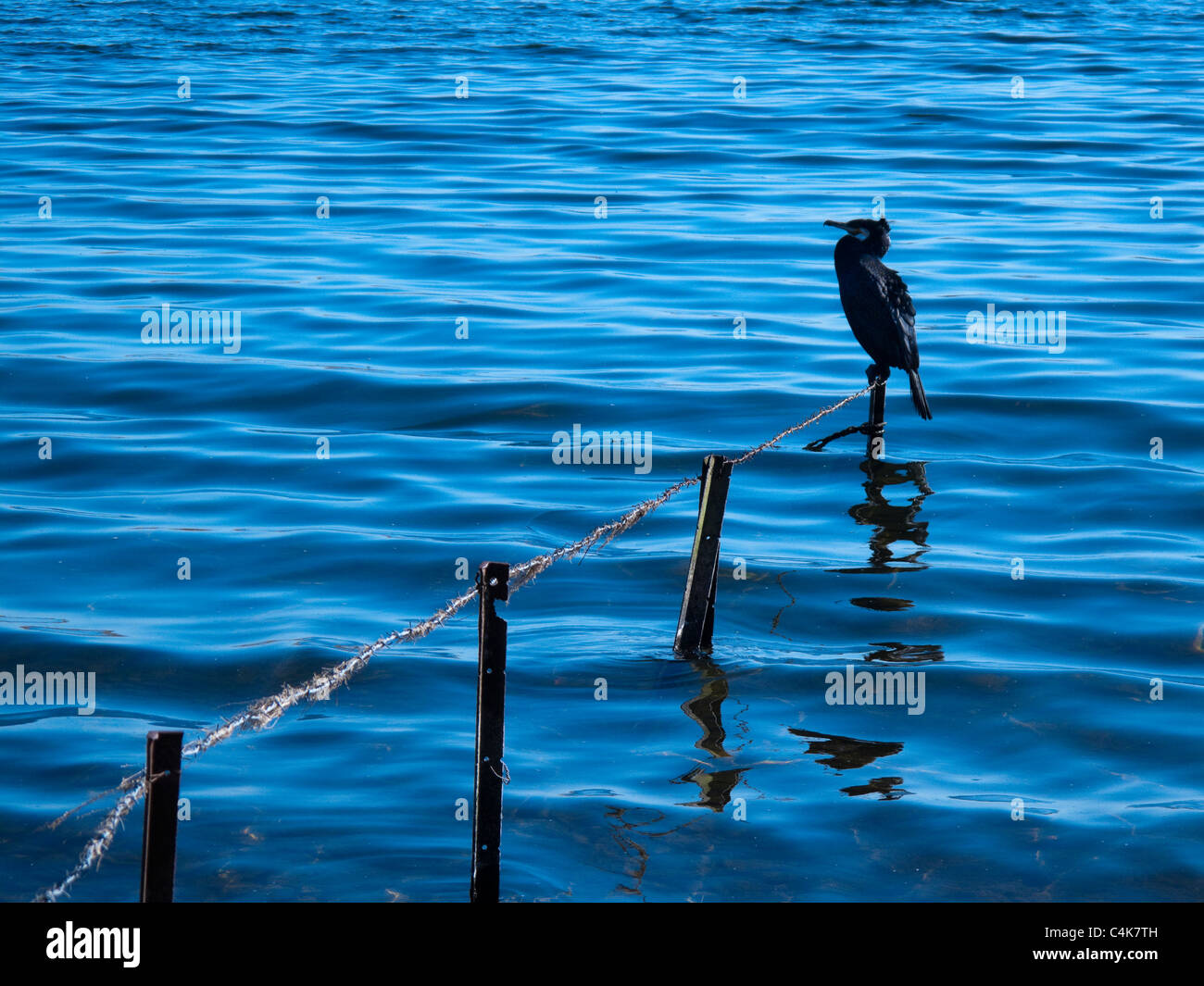 Landschaftsbild des Kormorans thront auf Zaun über See Stockfoto