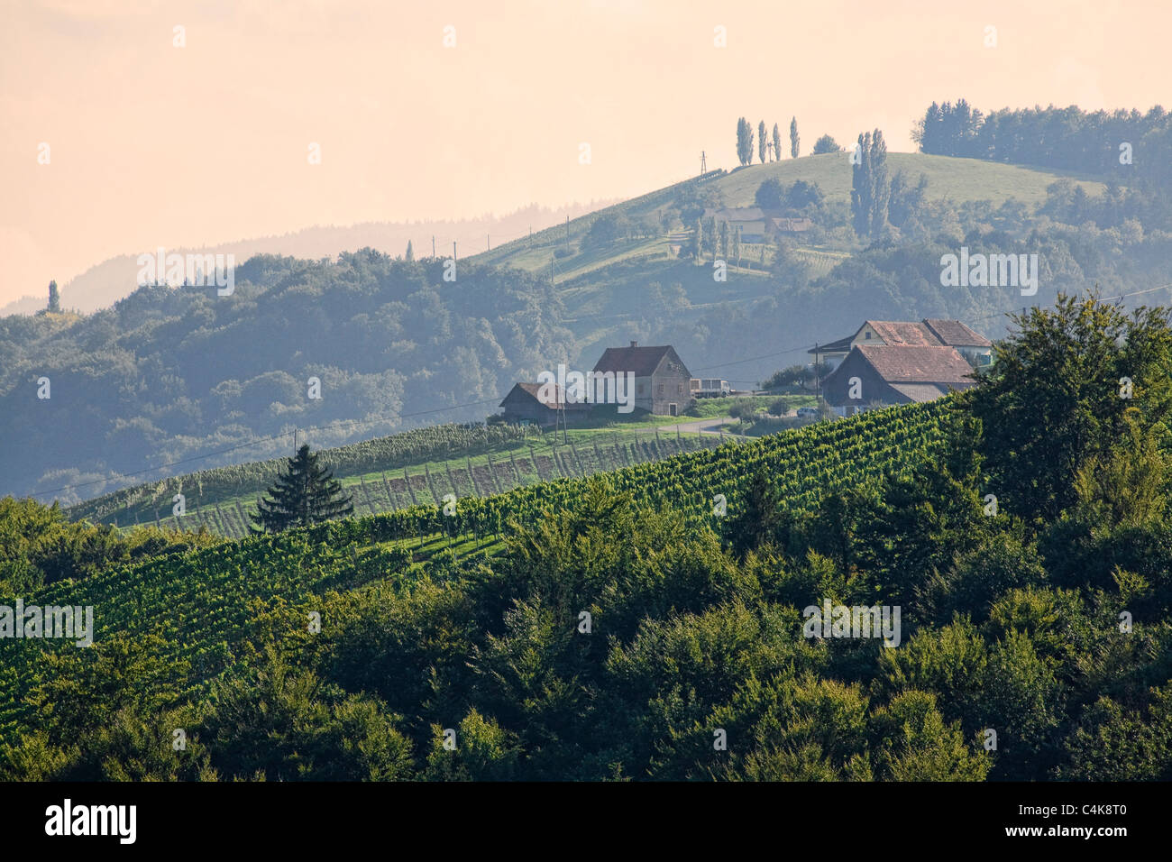 Weinberge der Steiermark in der Nähe von Gamlitz, Österreich Stockfoto
