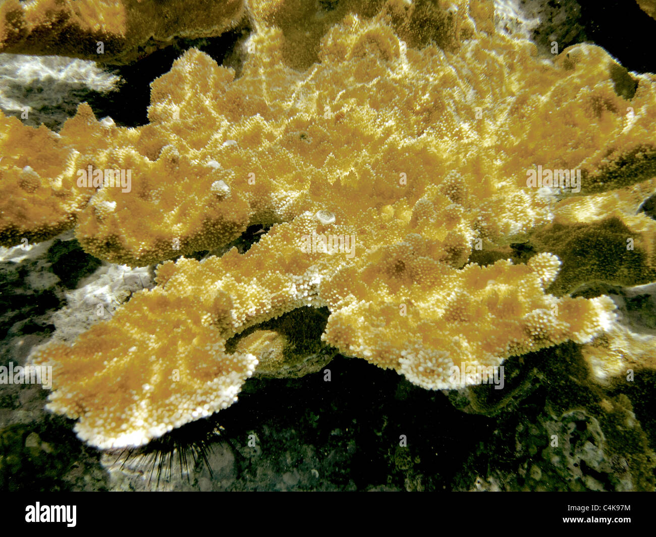 Elkhorn Coral. St. John. Virgin IslandsVirgin Islands Jungferninseln Coral Reef Nationalmonument. Stockfoto