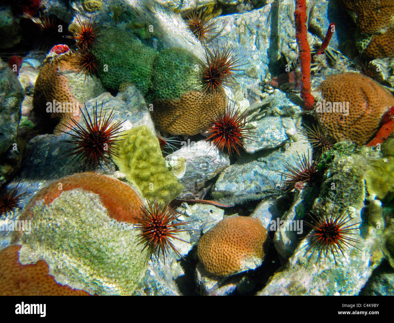 Lange Spined Seeigel und roten Korallen. St. John. Virgin IslandsVirgin Islands Jungferninseln Coral Reef Nationalmonument. Stockfoto