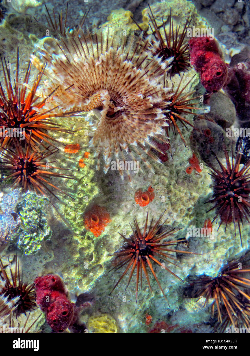 Korallen Featherduster Wurm lang spined Seeigel Stockfoto
