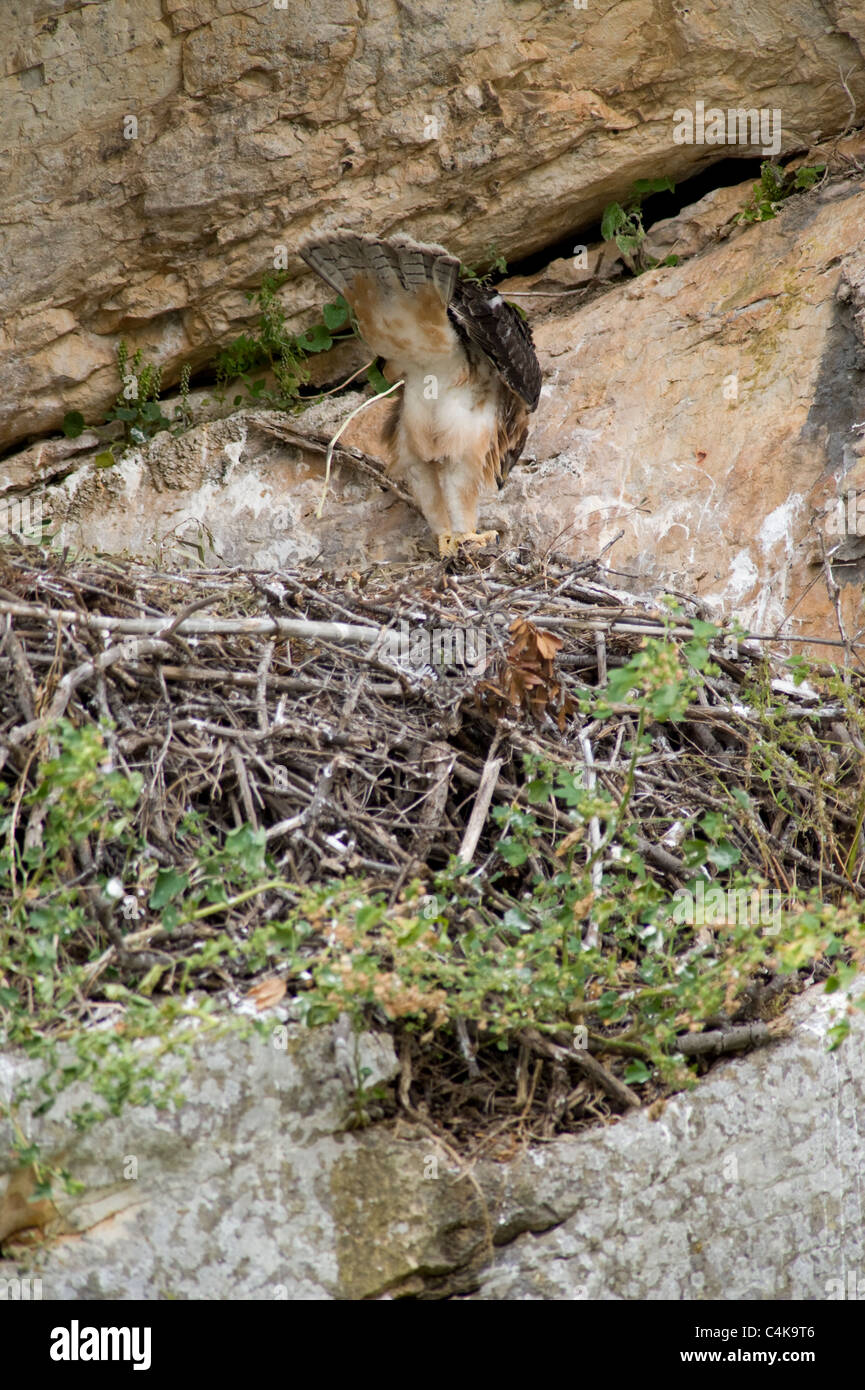 Bonelli Adlerküken über Rand des Nestes Stuhlgang Stockfoto