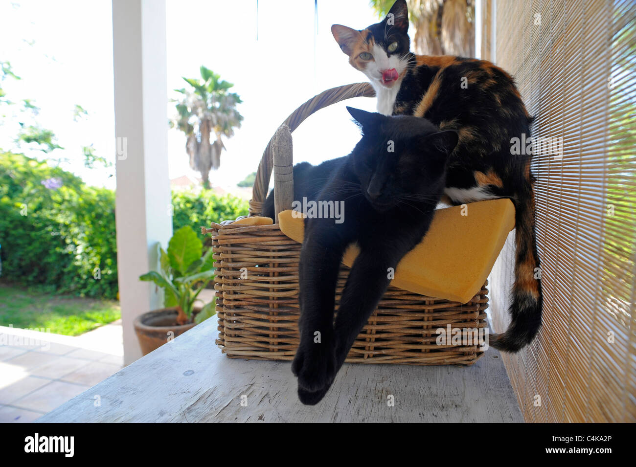 Schwarze Katze schläft hängen über Rand der Weidenkorb mit seiner Geschwister eine Schildpatt sitzt auf dem Rand der Lippen lecken Stockfoto