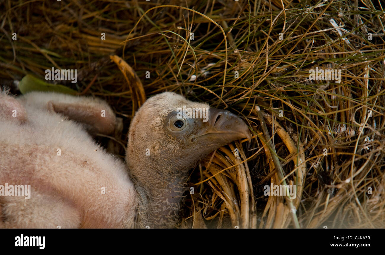 Nahaufnahme der Gänsegeier Küken im Nest (ca. 8-12 Tage alt) Stockfoto