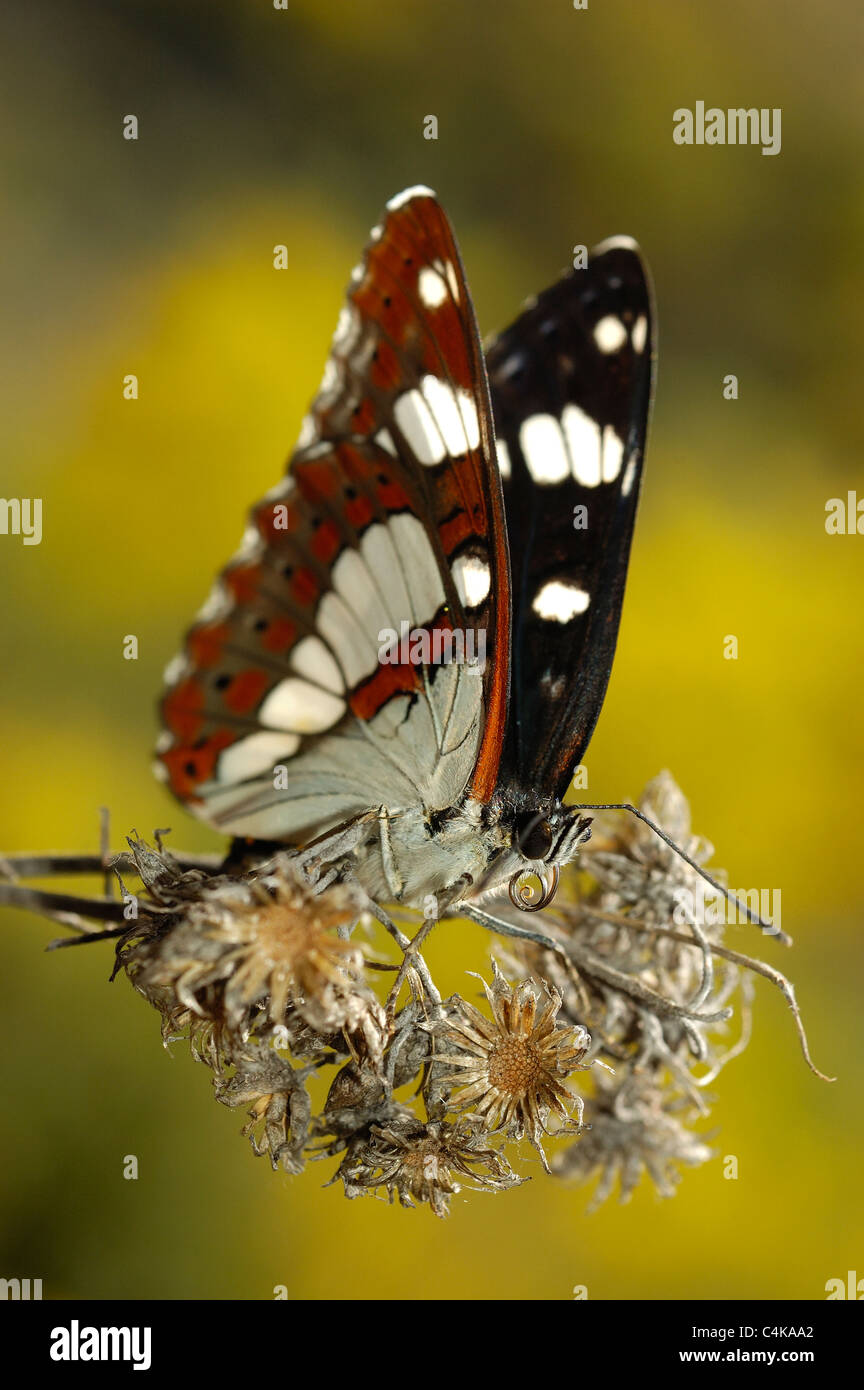 Südlichen White Admiral (Limenitis Reducta) Stockfoto