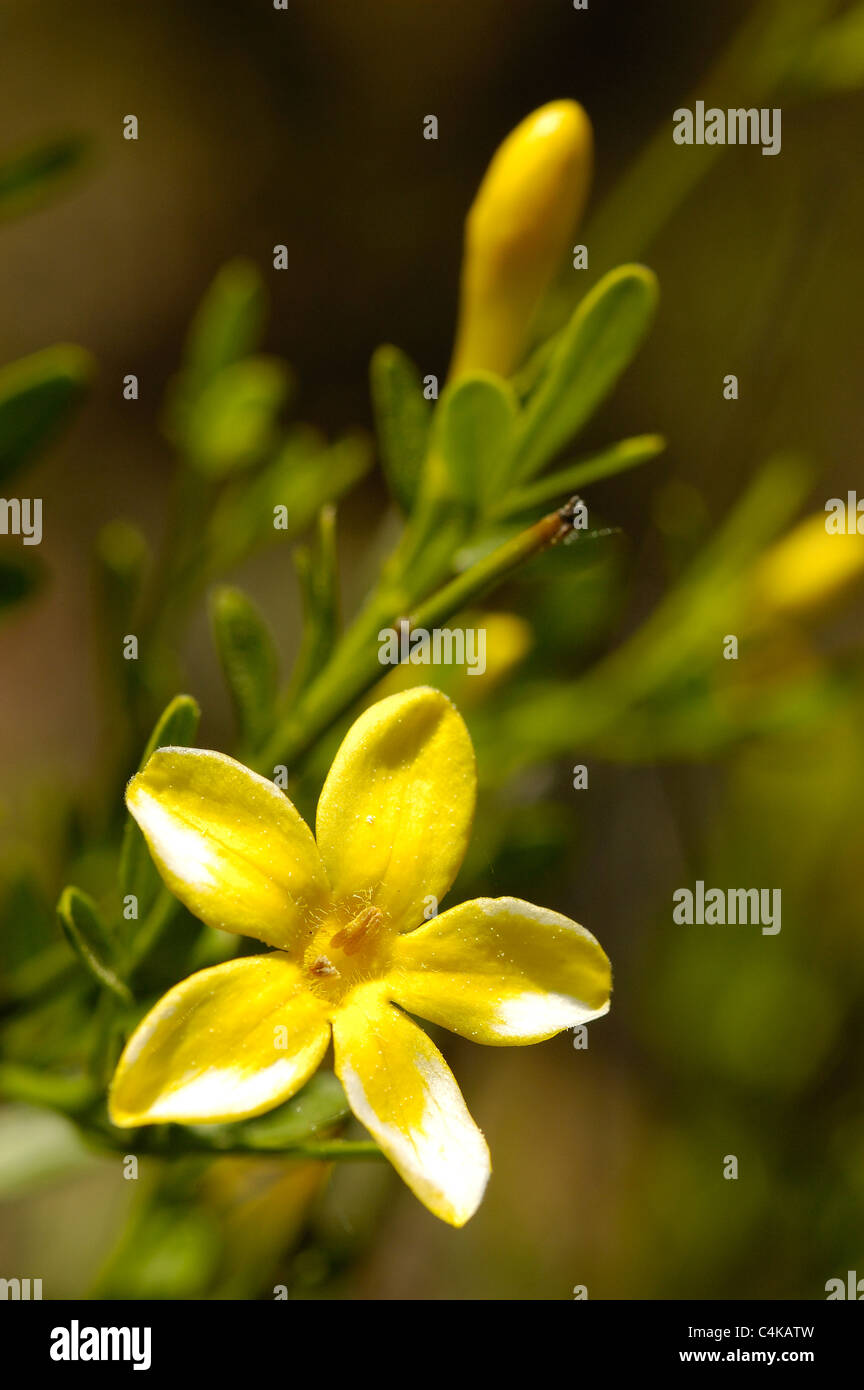 Strauchjasmin Stockfotos und bilder Kaufen Alamy