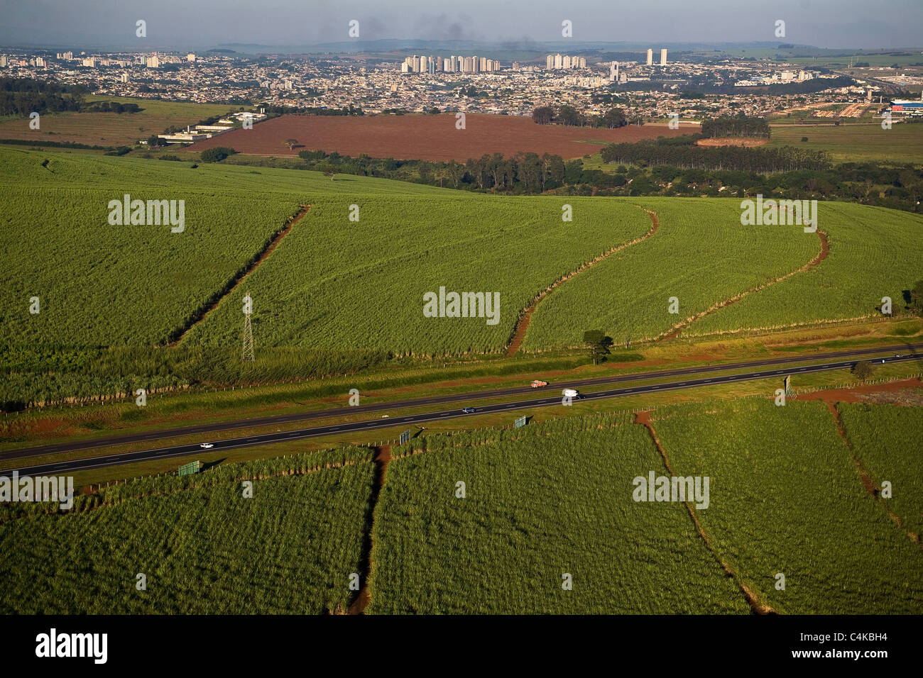 Zuckerrohr-Plantage in der Nähe von Ribeirao Preto, der Welt größte produktive Pol von Ethanol und Zucker, Brasilien Stockfoto