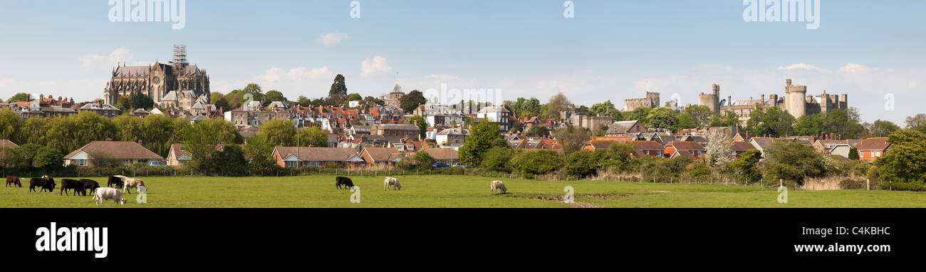 Grasende Kühe auf einem Feld vor Arundel castle Stockfoto