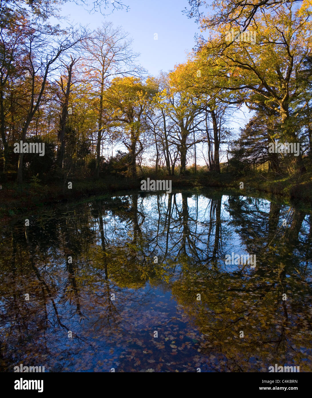 Blätter aus den umliegenden Bäumen säumen einen Teich auf eine knackige Herbstnachmittag. Stockfoto